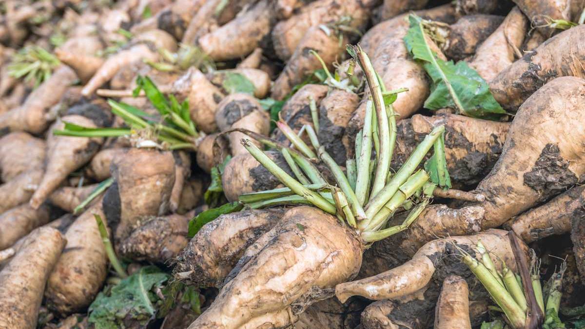 Ok, onto Chicory. The word "chicory" refers to the chicory plant as a whole but on coffee it's specifically referring to the root. It is baked, roasted & ground into a powder. It tastes similar to coffee but is a lot cheaper & contains no caffeine  #LesFoodFacts