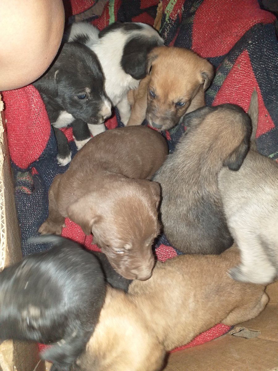 LuuliFernandezz's tweet photo. PORFAVOR!!! Acaban de TIRAR 8 perritos en la circunvalación, es imposible que me pueda quedar con todos ayudenme a difundir 😪🙏 https://t.co/OQtXAlePUG