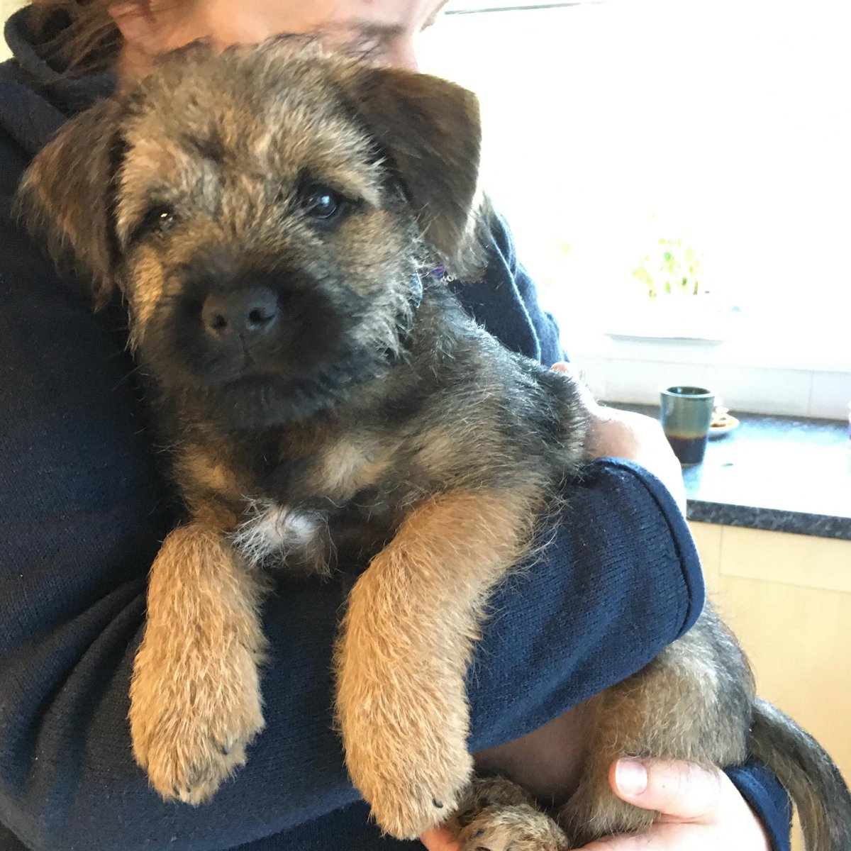 snarkysarah's tweet photo. All I want is some cuddles, is that so much to ask? #puppy https://t.co/DXahMgVh2J