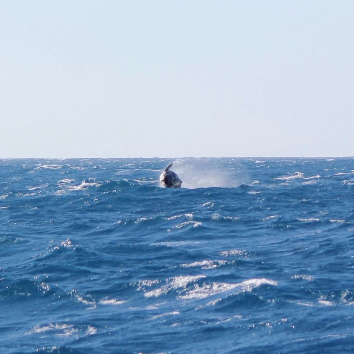 MillsCharters's tweet image. Baby breach! 🐋