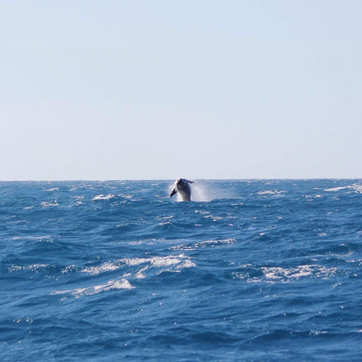 MillsCharters's tweet image. Baby breach! 🐋