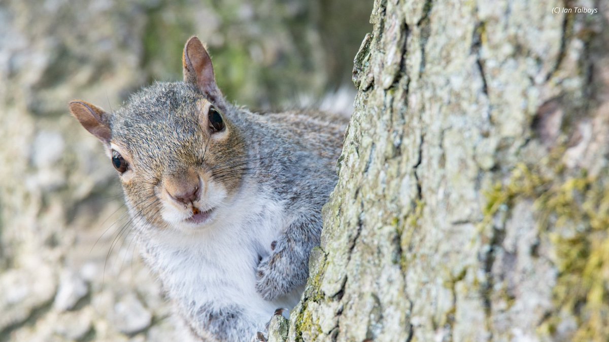 Good news this #studentsunday - it's not too late to sign up for University Mammal Challenge! A great chance to get outside &amp; look for #mammals 🐾 We've made some #covidsafe changes this year, find out more &amp; sign up here: mammal.org.uk/umac/
BTW prizes are not to be missed!