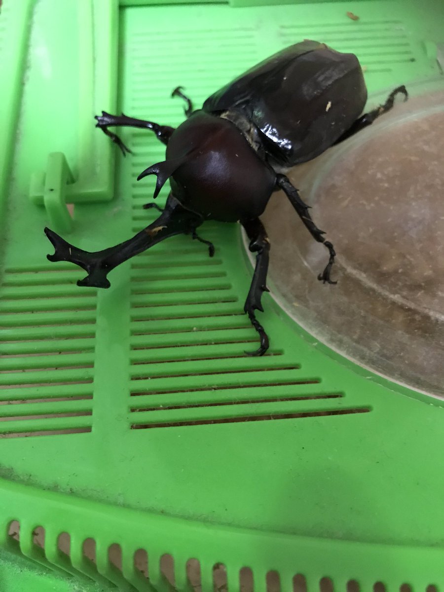 カブトムシ好き Twitter Search