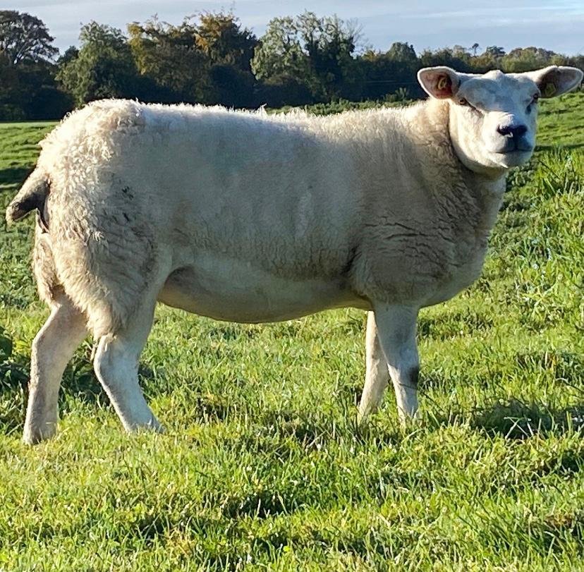 Meath Macra tweet media