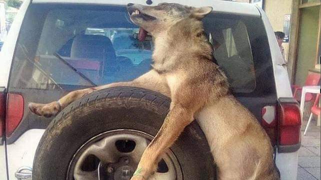 plataforma_NAC's tweet photo. Esta tarde seguiremos twiteando con el hastag #LoboProtegido para reclamar la protección del lobo en España. A partir de las 18 horas (Hora española) os esperamos en Twitter. !!!!!

Se agradece la máxima difusión de este post. https://t.co/SBKM0242vm