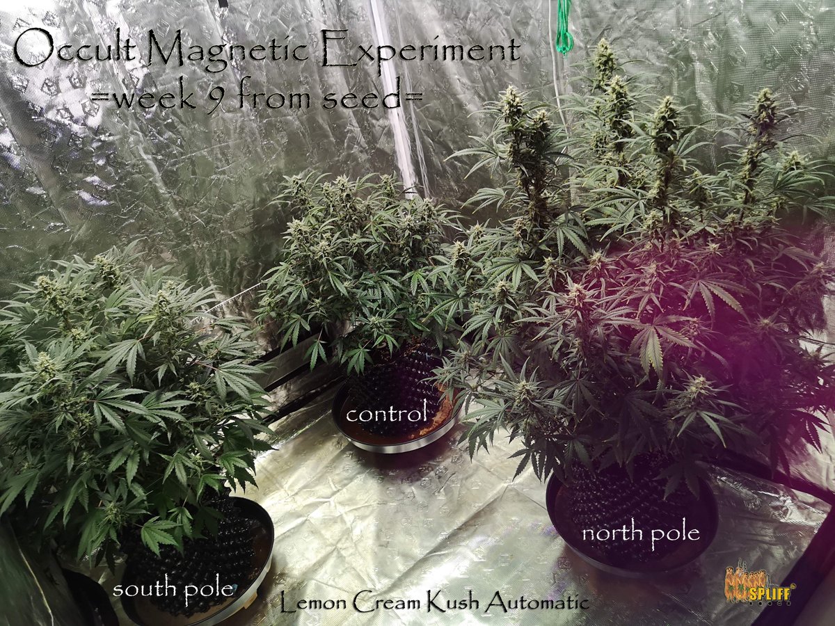 spliffseeds's tweet photo. Lemon Cream Kush Automatic week 9 from seed 
📷:occultgreen420
🌷:#lemoncreamkushautomatic 
💡:#cropmaster
⛽: @plagron  
👩‍🌾:#spliffseeds
🌐:https://t.co/HFZh7ulFMl

Follow the grow on @grow.diaries https://t.co/dykXBusGiE