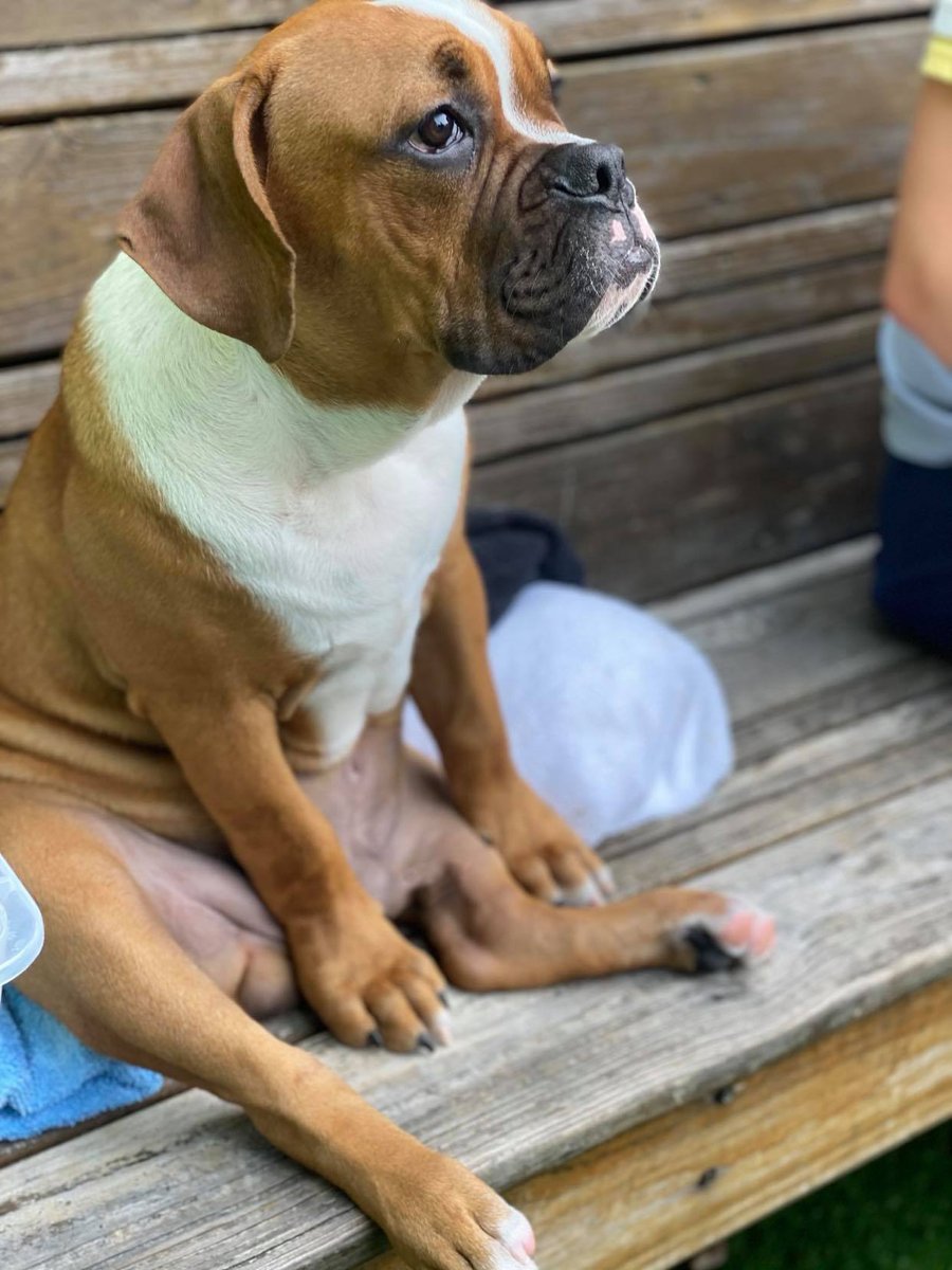 I'm trying to watch the game - Duke
#sundayfunday #sports #getintothegame #nfl #allthegames #barfordogs #stpete #tampa #dogsofinstagram #dogbarstpete #sitstaydrink