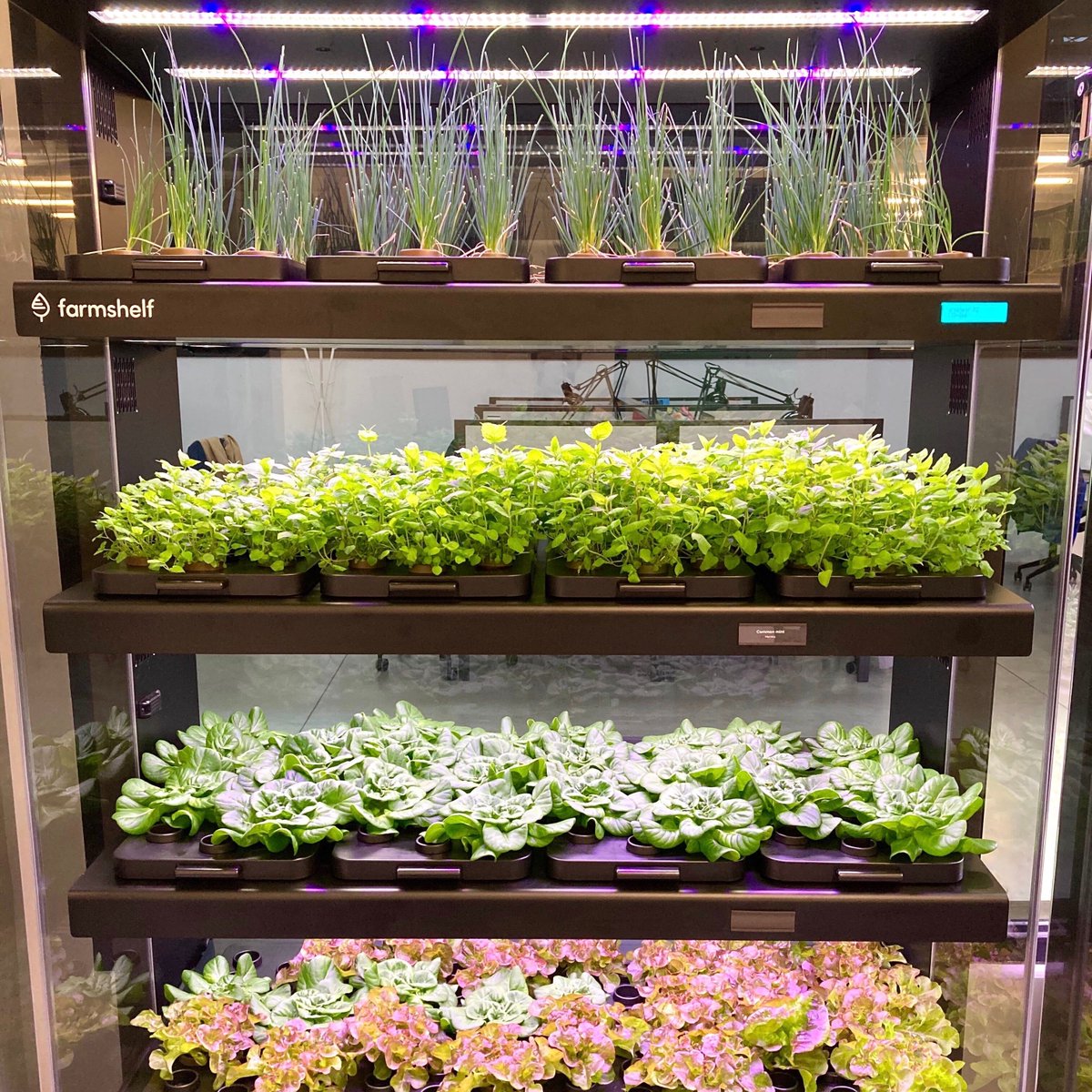It's harvest time in our units at Farmshelf HQ in Brooklyn, NY. What would you do with all these greens? 🥬
.
.
.
.
.
#freshproduce #farmfresh #farmersmarket #foodie #veggies #eatyourgreens #eatyourveggies #freshveggies #eatfresh #eatlocalgrown #freshfoods  #foodlife #chef