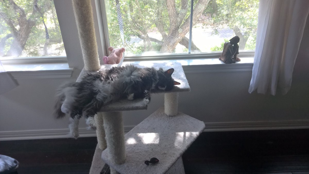AskMrFrisky's tweet photo. MrFriskys Daily #Pet #CareTip: #Catnip is a member of the mint family.Nepeta Cataria contains Nepetalactone a stimulant that mimics natural #pheromones. Not all #cats are affected by it. Too much can cause nausea and vomiting. Give fresh or dried. https://t.co/rhzFt6HzYl