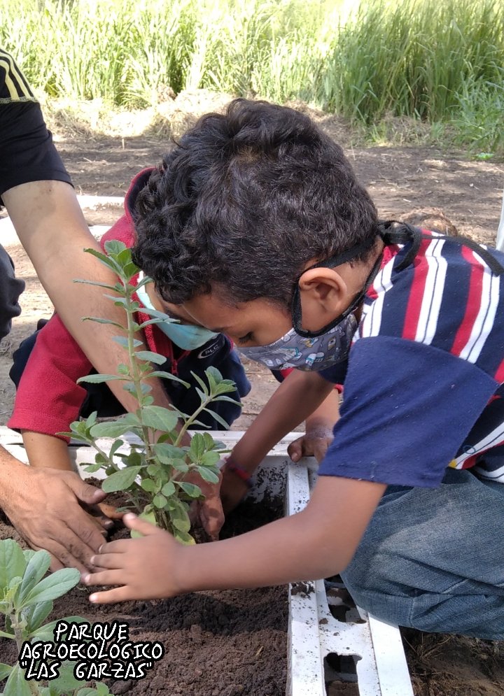 parque_garzas's tweet photo. #11Oct Este Domingo junto los niños y niñas de #Zamora sembramos #PlantasMedicinales. Eseñandoles a los mas pequeños nuestra cultura ancestral y como estas plantas nos mantienen sanos y libre de enfermedades.
#Malojillo #Jengibre #Atamel #Lochita #Sabila #SantaMaria https://t.co/duWwrAMQDi
