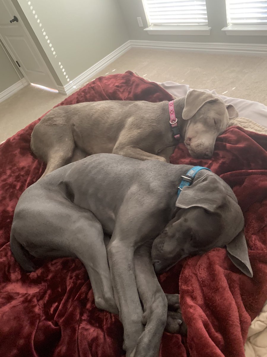 HWeimaraner's tweet photo. #WEIMERANER LOVE https://t.co/q4VvC9MYcQ