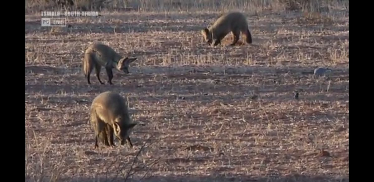 Wonderful sightings of the Bat-eared foxes in Tswalu this evening. Thanks to Kyle and the rest of the #WildEarth team