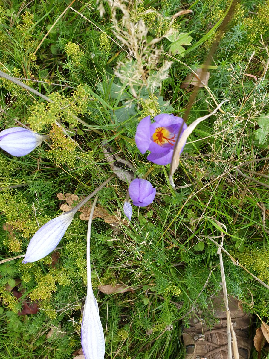 Just when you thought all the flowers were going over to mark the beginning of Autumn, Cyclamen and Autumn Crocus  add a welcome splash of colour.