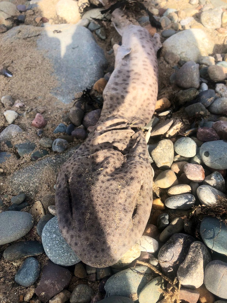 Enjoying some beach fun with my bestest doggy friend #Nonnydog Love the beach but does anyone else think sometimes it feels like sealife graveyard? Even did a mini #beachclean