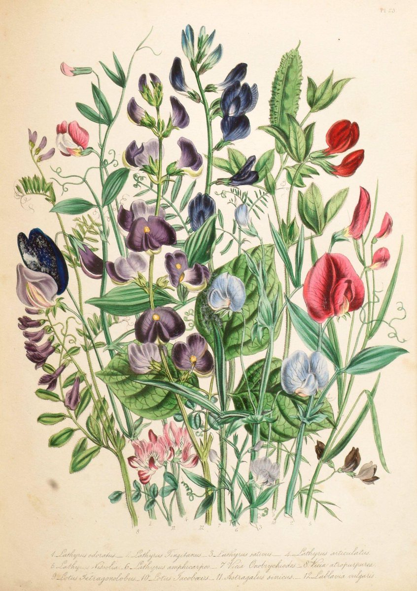 Art_VintageNH's tweet image. Jane Wells Loudon ~ 1807-1858