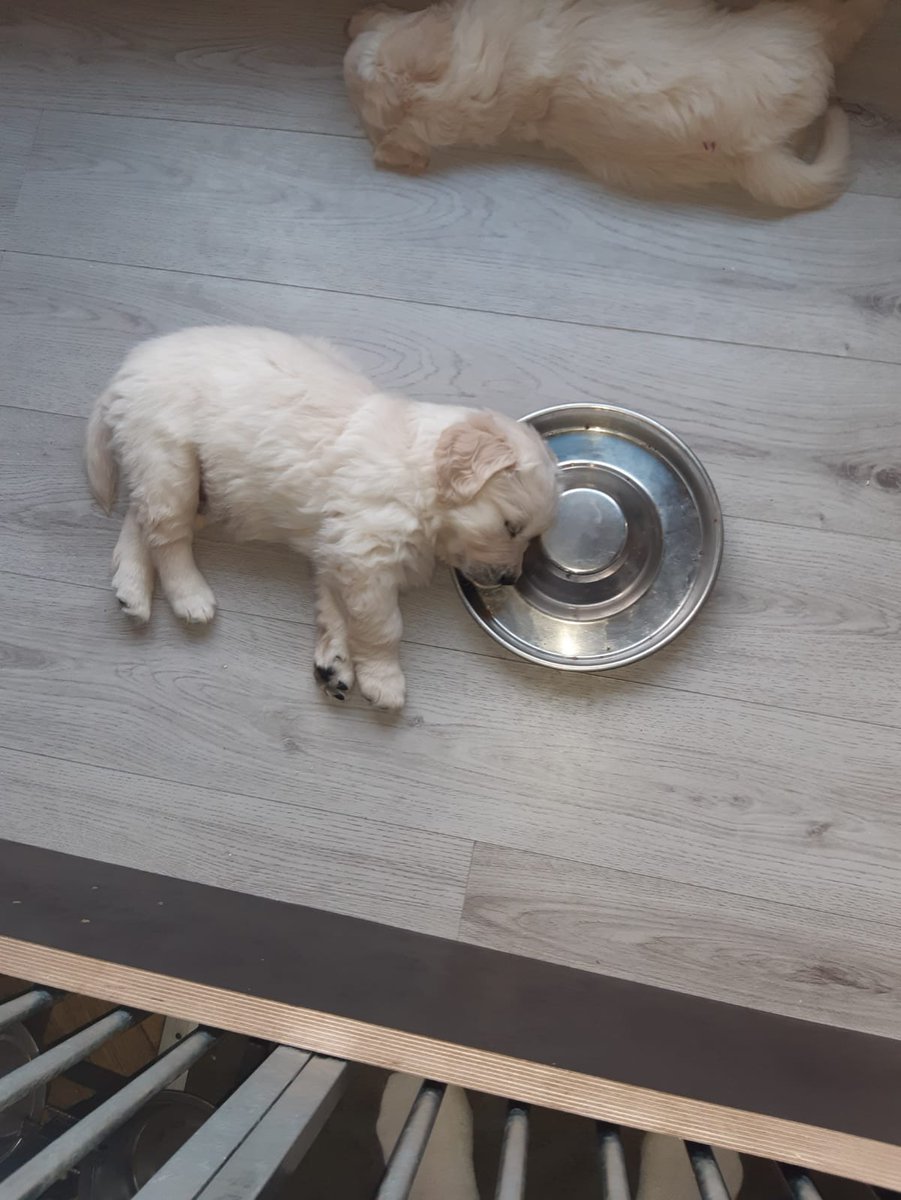 HeleenPrssMttrs's tweet photo. Als slapen en eten je lievelings zijn. #Djoek #6weken https://t.co/mKBlo8VLBT
