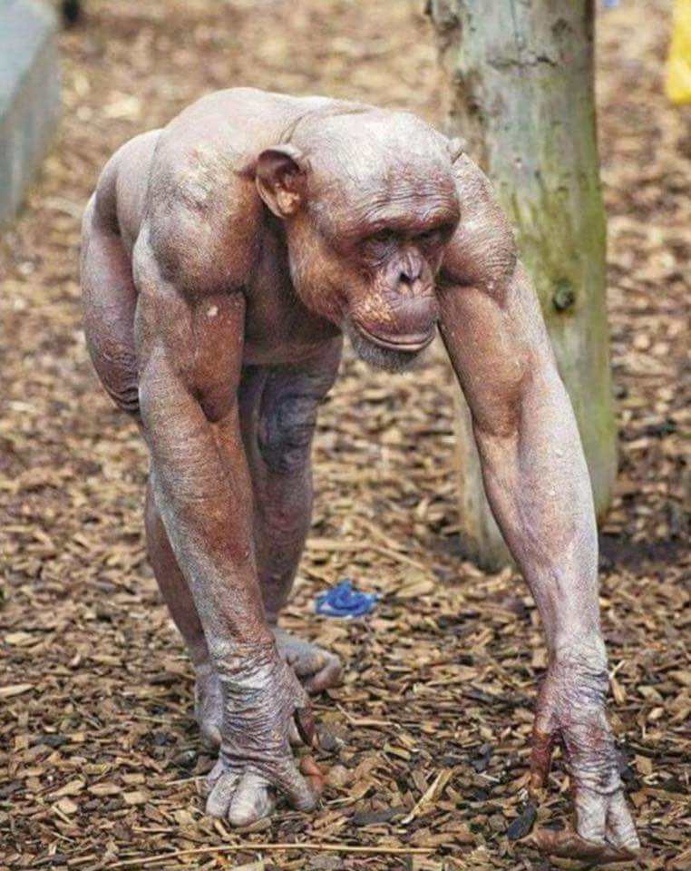 15. Mongo the hairless Chimp - 10/10- bald king - so scary - i love him - maybe if y’all had his gains... - when the ape war comes i know who’s side i am on