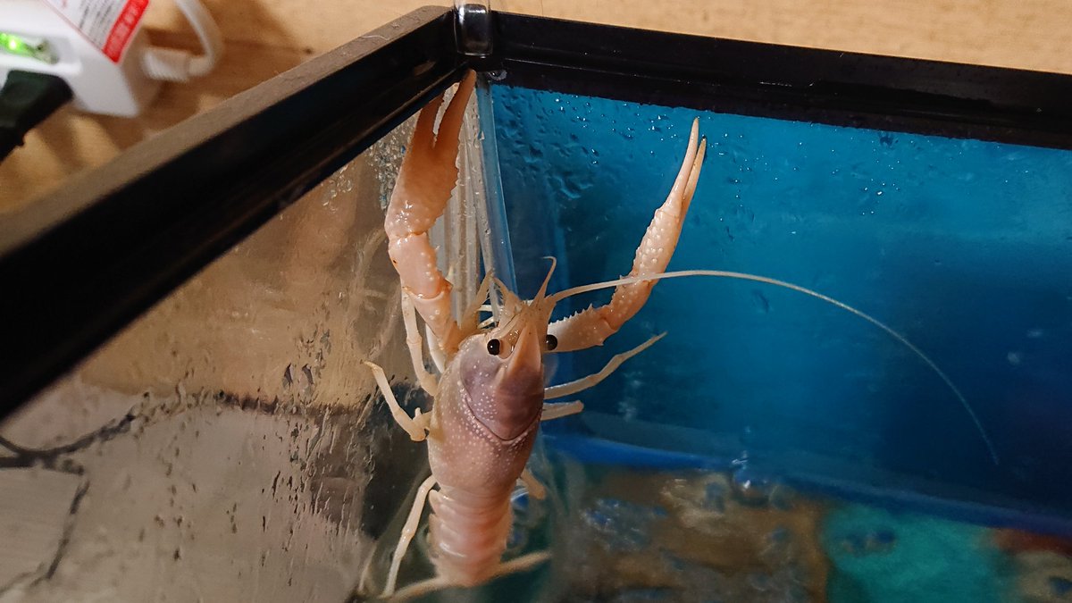 愛 ピンクに見えるけど白ザリガニの しーちゃん 寝床の土管に居なくて探したらぶらさがってた ゚ ゚ 1度 2cmくらいの赤ちゃんの時に脱走してるから油断はできない 蓋の上に重りを乗せておかなきゃ 白ザリガニ 脱走 癒し 愛 ピンクに見えるけど白ザリガニの しーちゃん 寝床の土管に居なくて探したらぶらさがってた ゚ ゚ 1度 2cmくらいの赤ちゃんの時に脱走してるから油断はできない 蓋の上に重りを乗せておかなきゃ 白ザリガニ 脱走 癒し