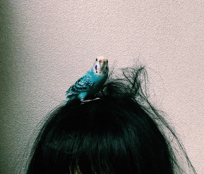 今日一日外出てたからインコに寂しい思いさせたな…って思って好き勝手にさせてたら頭に巣を作られて髪の毛終わった 