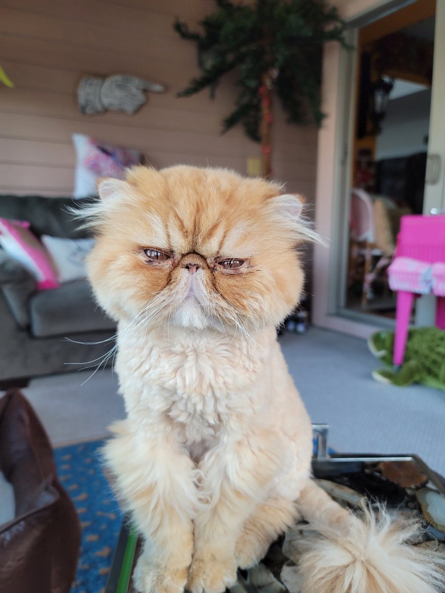 JanetteGhedotte's tweet image. Cat Caption, "Humans, what am I saying with my face and body language?"

#janetteghedotte #catcaption #catlanguage #catbodylanguage #persian #persiancat #persiankitty