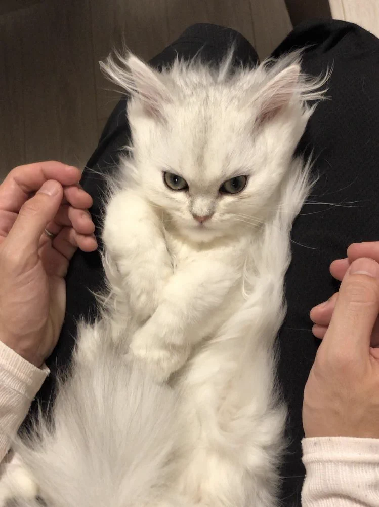 この表情ツボです…。どこかで見たことある雰囲気。スーパーサイヤ猫誕生！！