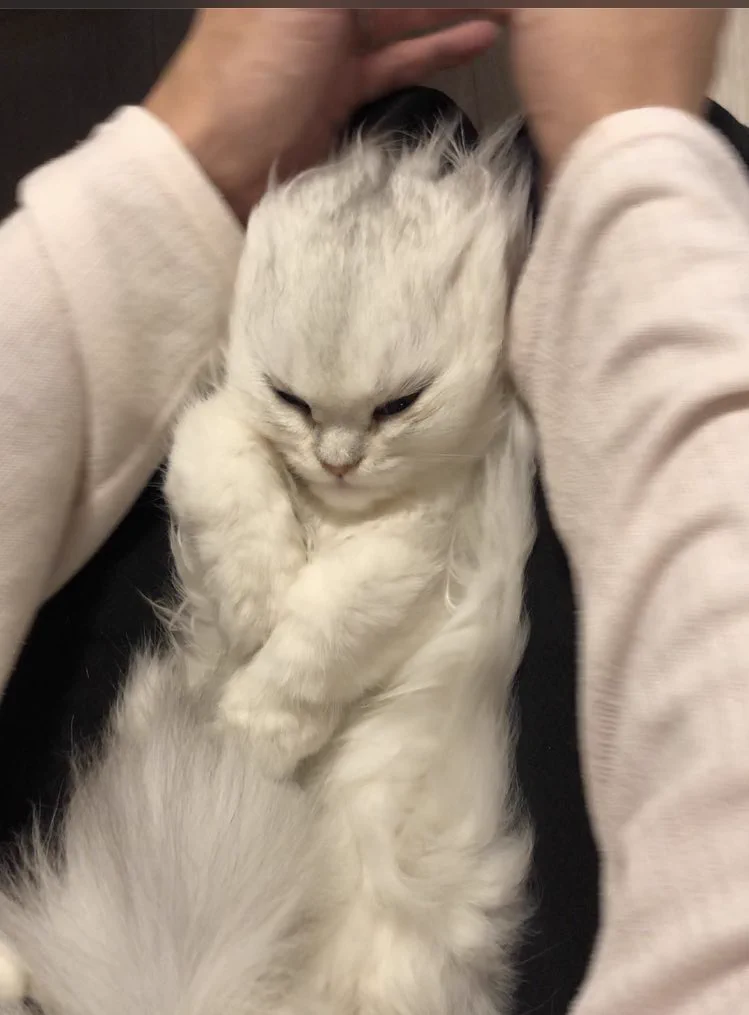 この表情ツボです…。どこかで見たことある雰囲気。スーパーサイヤ猫誕生！！
