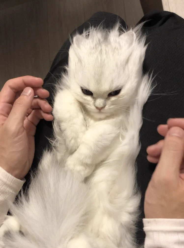 この表情ツボです…。どこかで見たことある雰囲気。スーパーサイヤ猫誕生！！