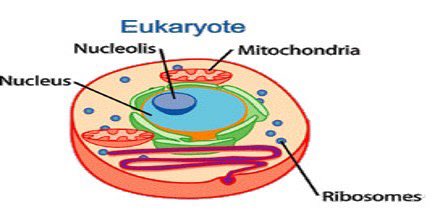  #Eukaryotesorganisms whose cells have a nucleus enclosed within a nuclear envelopeThe three domains of Life are  #Bacteria and  #Archaea (together known as  #Prokaryotes) and  #EukaryotaEukaryotes evolved approximately 1.6–2.1 billion years ago, during the  #Proterozoic eon