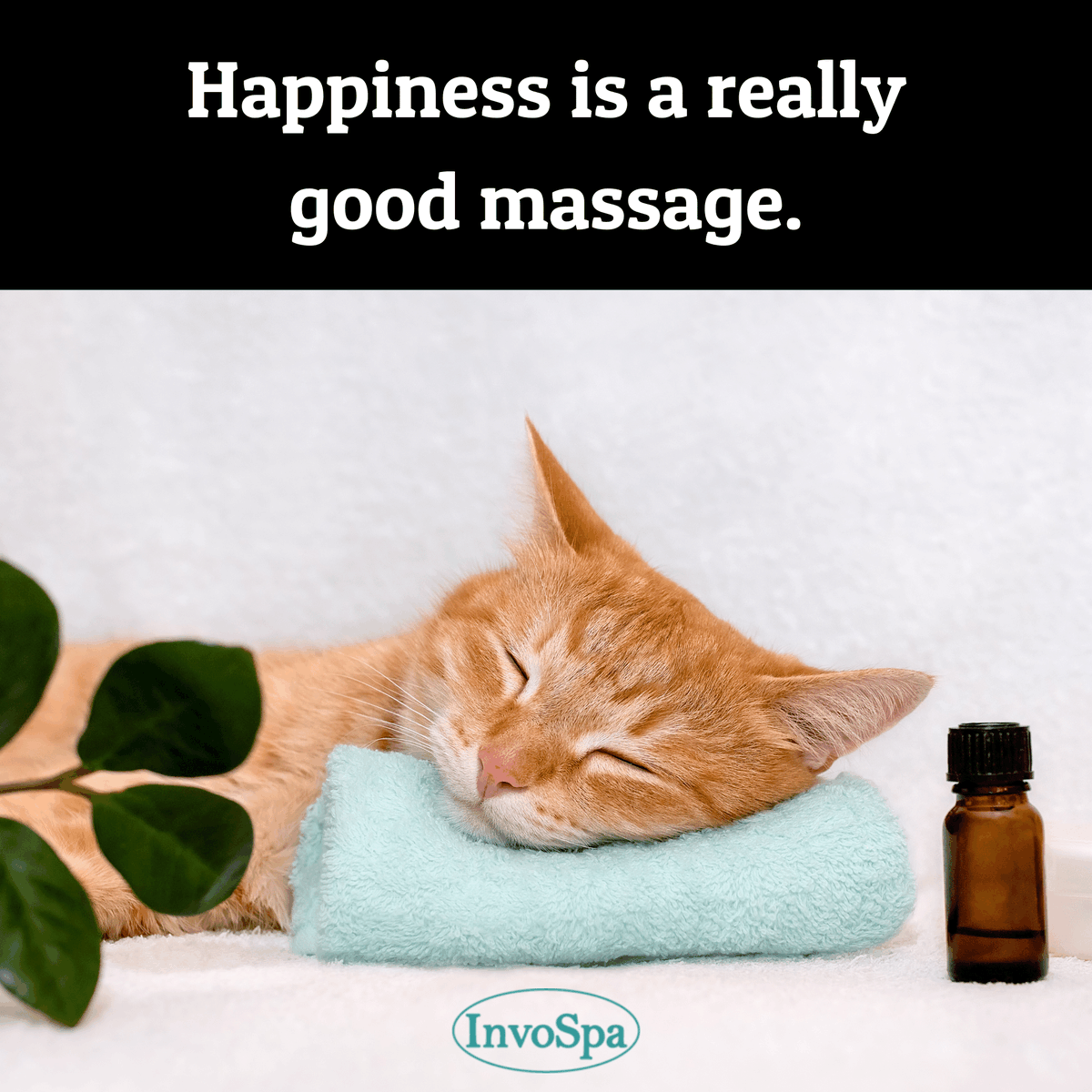 InvoSpa's tweet photo. One of the best remedies against stress is getting a full-body massage and even cats love it! #massage #cats #relaxation https://t.co/LdMqTpXrt5