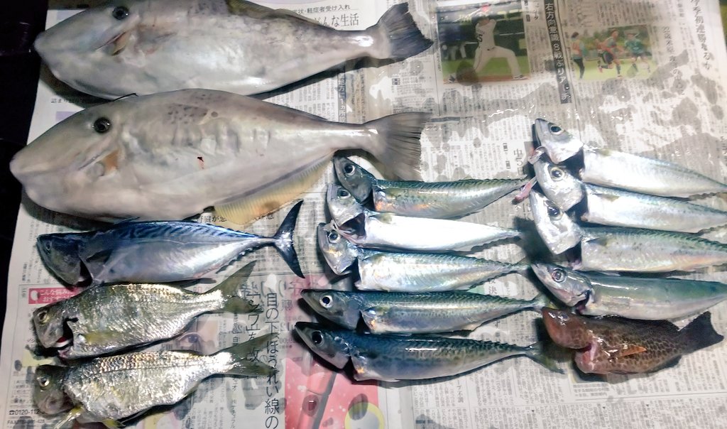 紺野すしき うおまじか 身はほぼイシモチだったし 値段も同じくらいやなw 紺野すしき うおまじか 身はほぼイシモチだったし 値段も同じくらいやなw