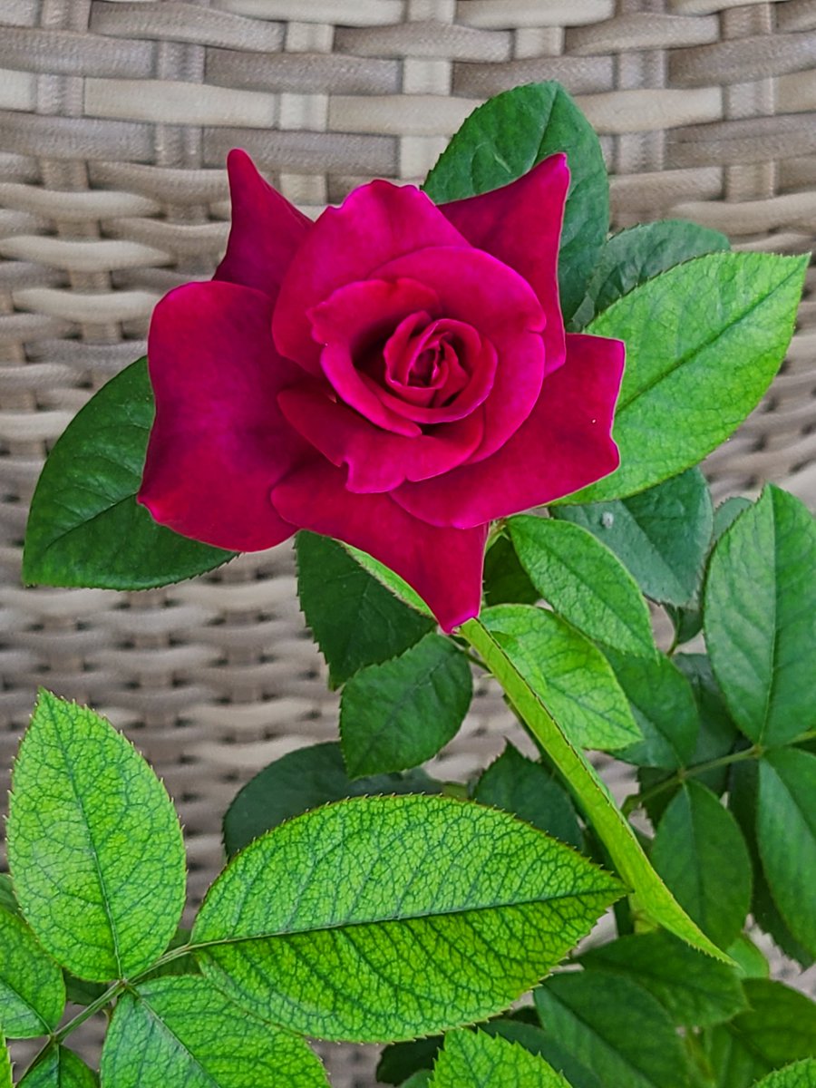 ilariacapua's tweet photo. Come  prima recensione di #TiConoscoMascherina mi sembra un ottimo inizio. 
#Flowers4Haters https://t.co/V5d99gIx4l