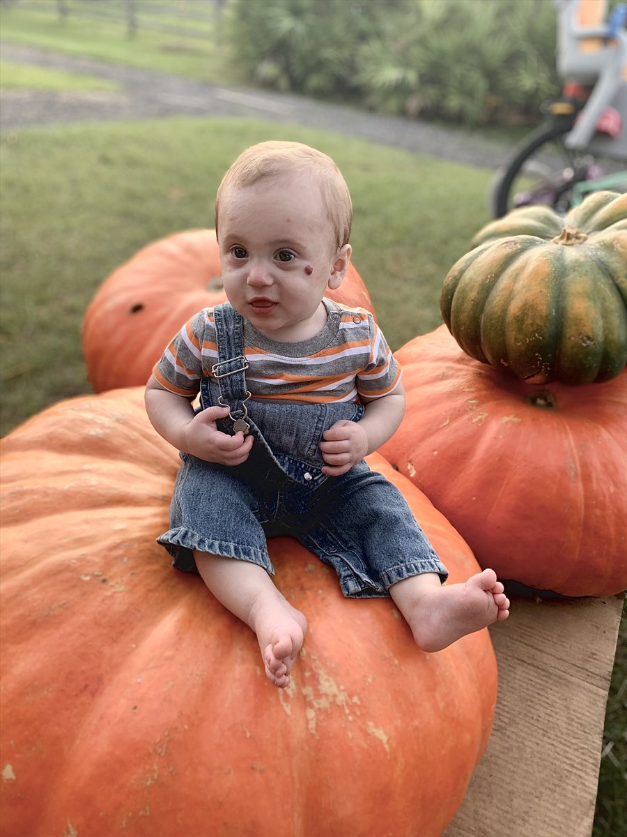 juliacavexo's tweet photo. took our sweet guy to his first pumpkin patch 🎃👻 https://t.co/X88Vsifnww