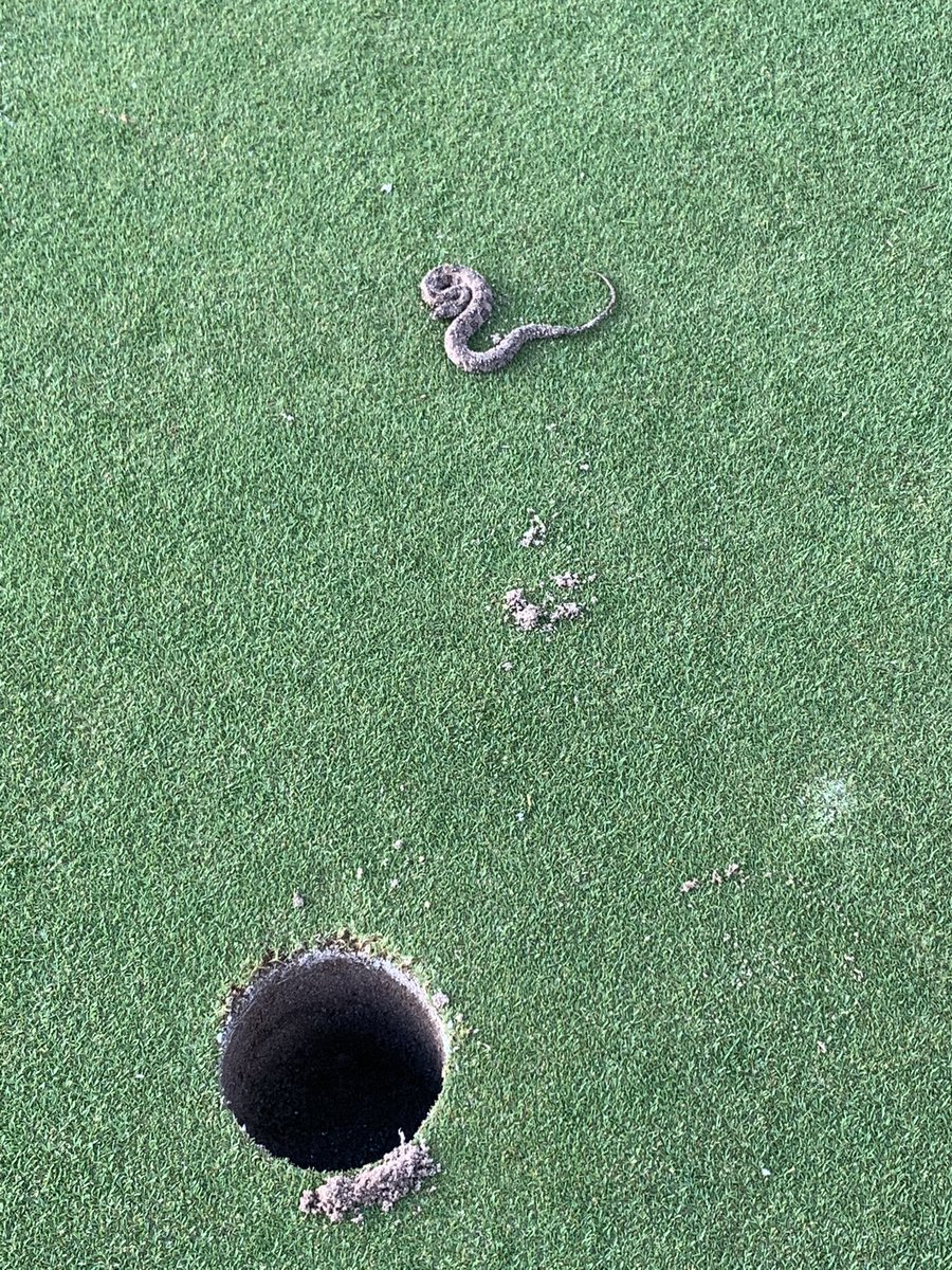 BNixonGCM's tweet photo. Not what I wanted to find under the cup during morning setup https://t.co/gZcBgbnQUN