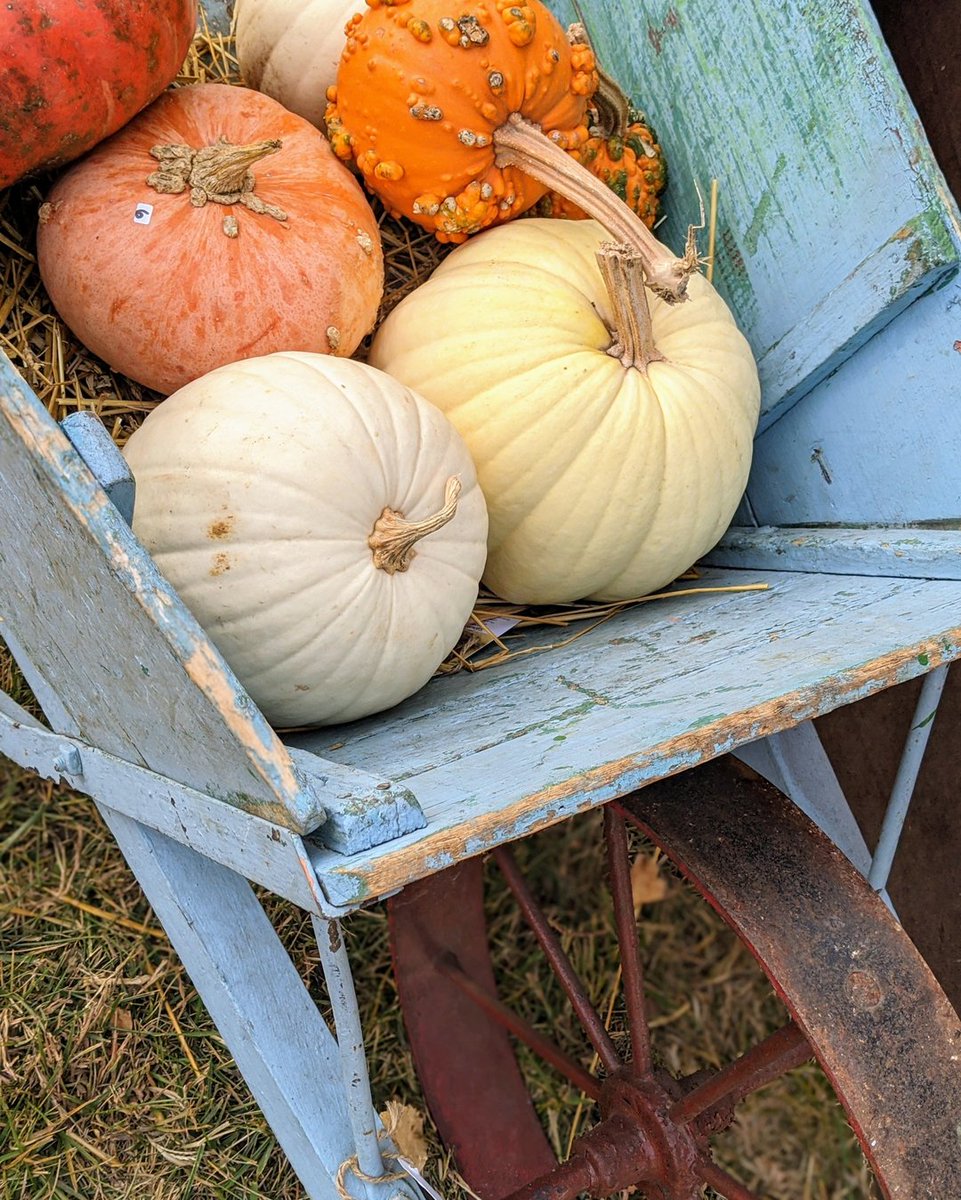 Gather your favorite pumpkins and roll over to Junkstock. We are open for our final event at the farm in 2020 today from 10am-5pm! Come join the fun! . . . . #vintage #vintagemarket #fleamarket #rustyjunk #fleamarketstyle #fixerupper #fixerupperstyle #retro #modernfarmhouse #far