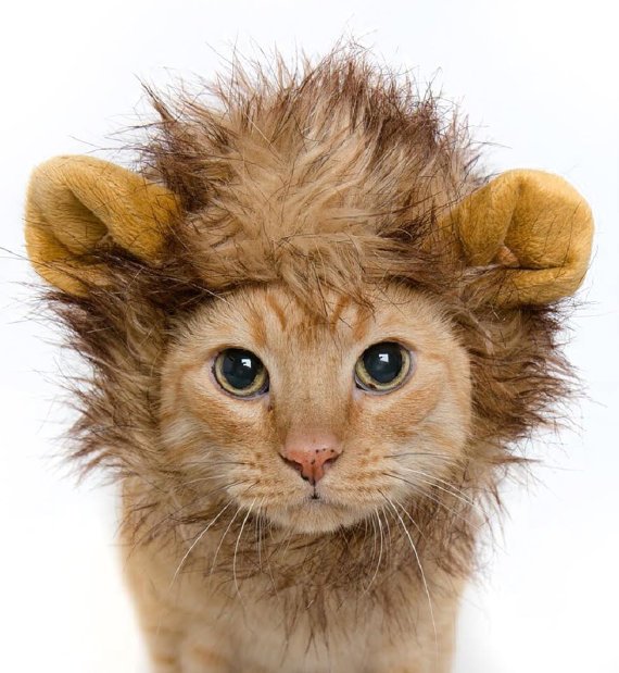 ParadeMagazine's tweet photo. So #Cute! The 10 Most Popular #Halloween #CostumesforPets https://t.co/Qr0rRJLOrO https://t.co/QLh2H2WjBO
