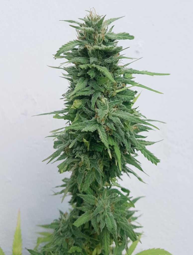 actuacannabis's tweet photo. Y con esta belleza de #BCNDiesel de @KannabiaSeeds despedimos la temporada exterior 🌄🌇 Un Híbrido de Sativa Dominante.. Citrica hasta las muelas pero sin perder ese gargantazo #NYDiesel ⛽🎢 Vigorosa con su 7% #CBD y 13% #THC #CannabisLicito #RegularizacionYA 📣🍃🍃 #Andalucia https://t.co/Q5nG8hdqNz