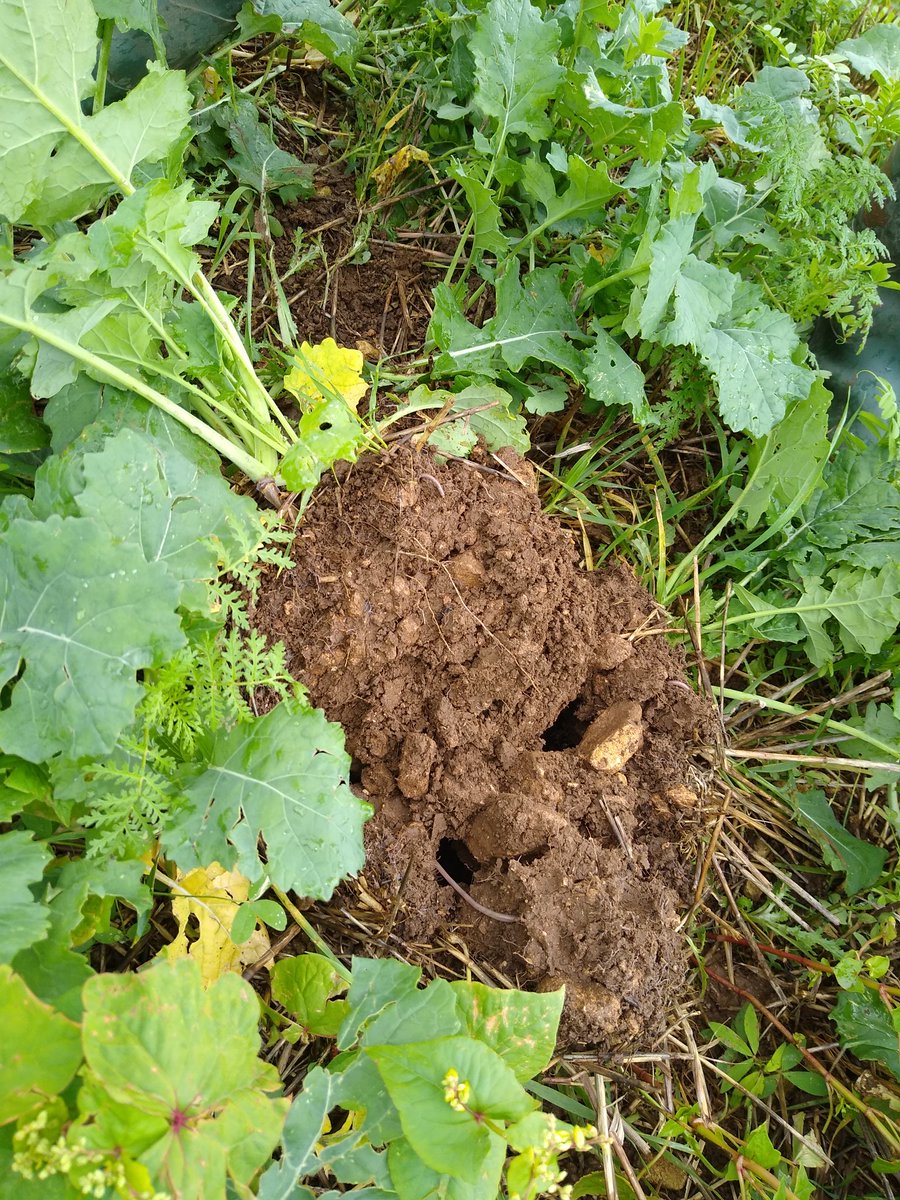 Beealert8's tweet image. Biological seed dressings, #composttea , as shown here by @aivafertiliser, is a bacterial and fungal application which aids soil health. Its a journey not a race, building  carbon, reducing reliance on artificial N, apply compost tea, £time. #naturalregen @FWAGSouthWest #CCARP
