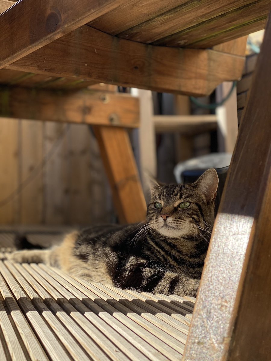 Cats enjoying what’s probably the last sun of 2020...