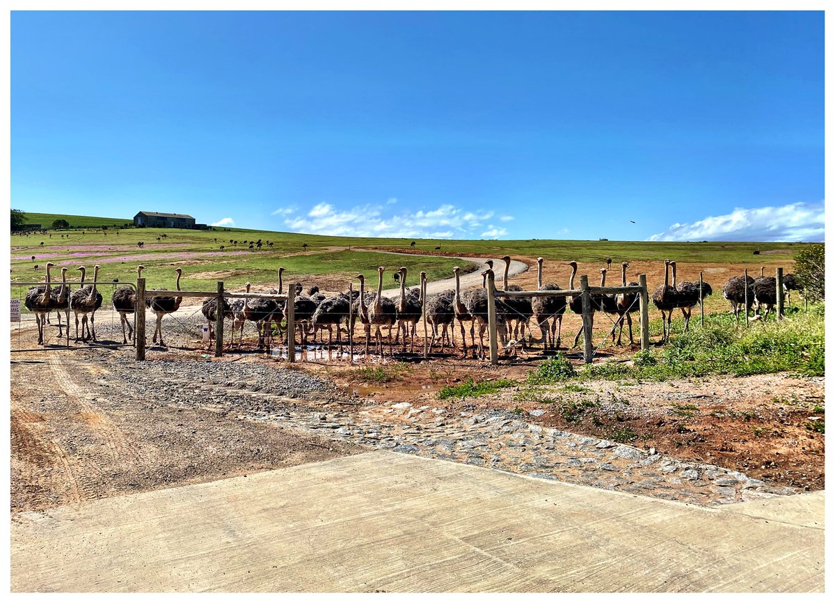 2runmosselbay's tweet photo. Ostriches in #mosselbay! Lovely day to get out there! https://t.co/PQeJnkRbsG