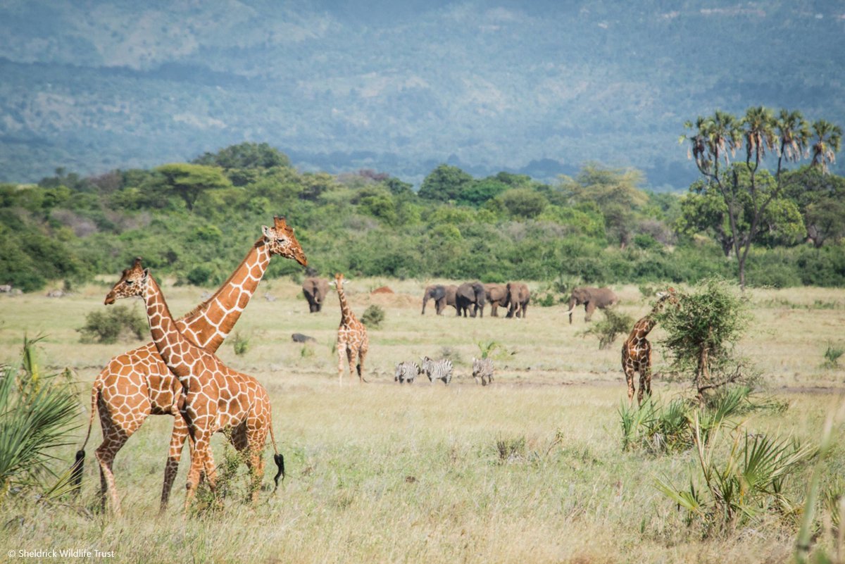 SheldrickTrust's tweet photo. We work in Meru National Park, one of Kenya’s most unique and stunning Parks, to alleviate animal suffering and protect threatened wildlife, including endangered species, from human activities: https://t.co/ezbwhY3UJP https://t.co/bqWqTycd3d
