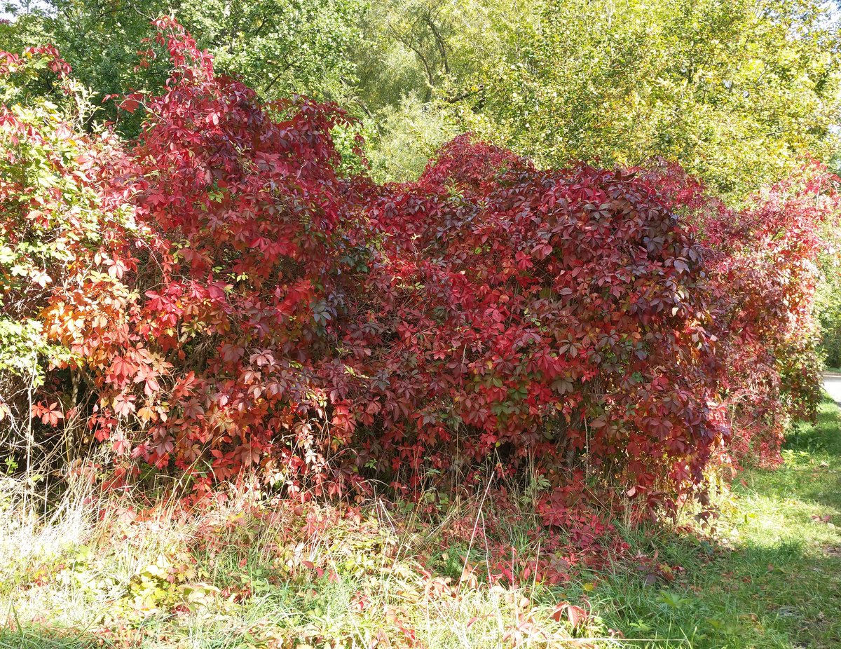 AWA1956's tweet photo. Herbstfeuer 🍁 🌞 https://t.co/gTxPvDxFlQ