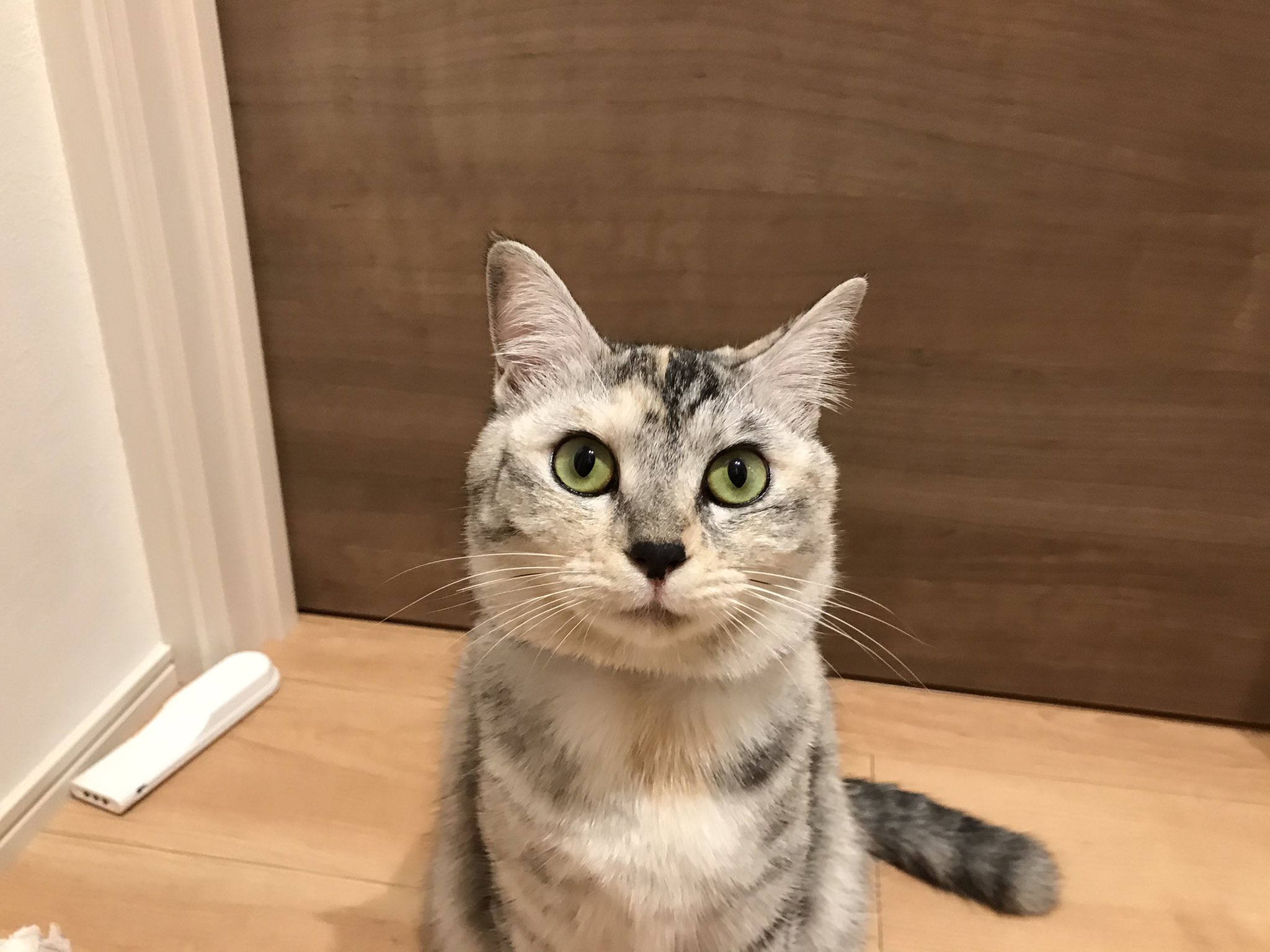 ゆめねこ Youmecat 猫のお風呂ってどのくらいの頻度がいいんですかね