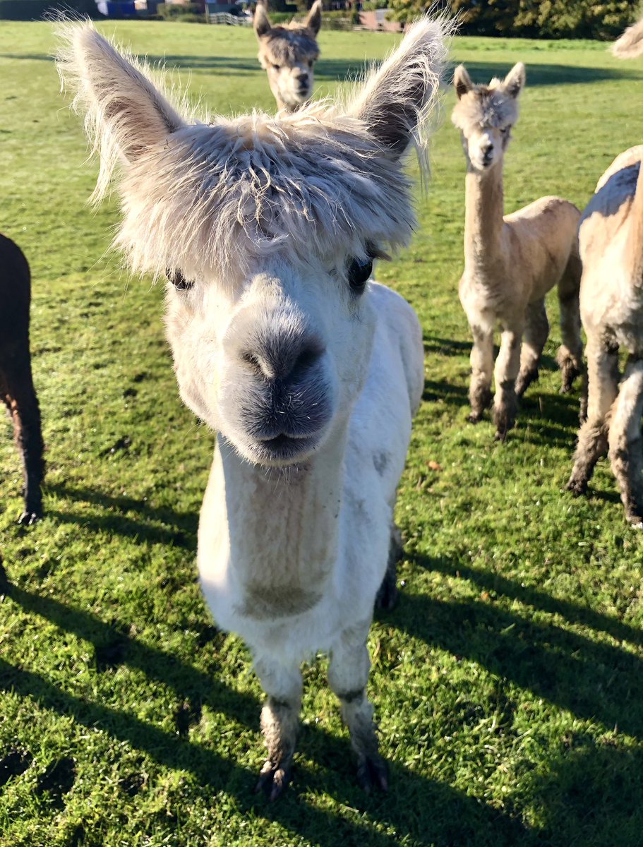 🦙Dante this morning zooming in for a kiss as usual!! 🥰

#alpaca #sundayvibes #loveislove