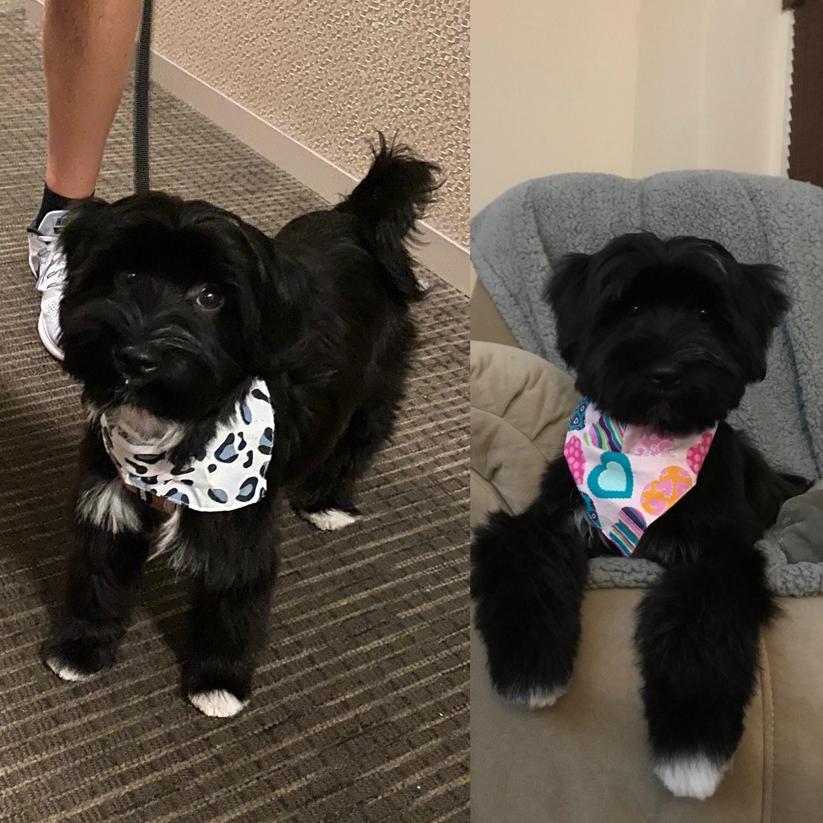 RachelGUES's tweet photo. @AmyFreeze7 #bigdogsunday trying out my new fall scarves :)                Shea the Tibetan Terrier in NYC https://t.co/sCciE6uBFp
