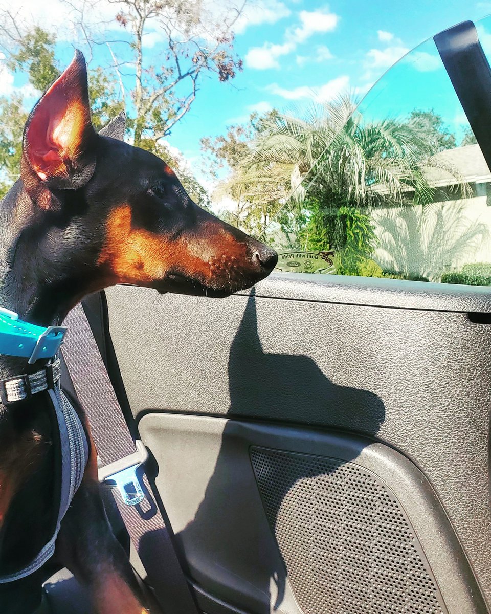 AthenaDoberman's tweet photo. It was so exciting to join my family @RAPtorAdventur1 for my first Paranormal Adventure 👻❤🐶
Be sure to watch the video it's out now on their YouTube channel 🐾 https://t.co/DsRU7dR9Qw