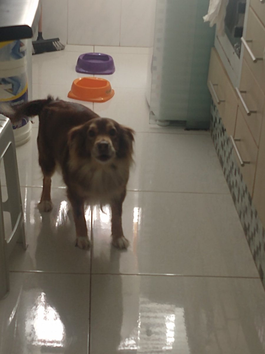 AXthotev's tweet image. *VENDA DE LIVROS E OUTRAS COISAS*
Sei q tenho poucos seguidores, mas a esperança é a última que morre. Essa é Melissa, ontem descobrimos q ela tá com câncer no útero e inflamação no útero e no rim, dps de dias q ela tava agindo meio estranho. Ela tá medicada, mas precisa de +++