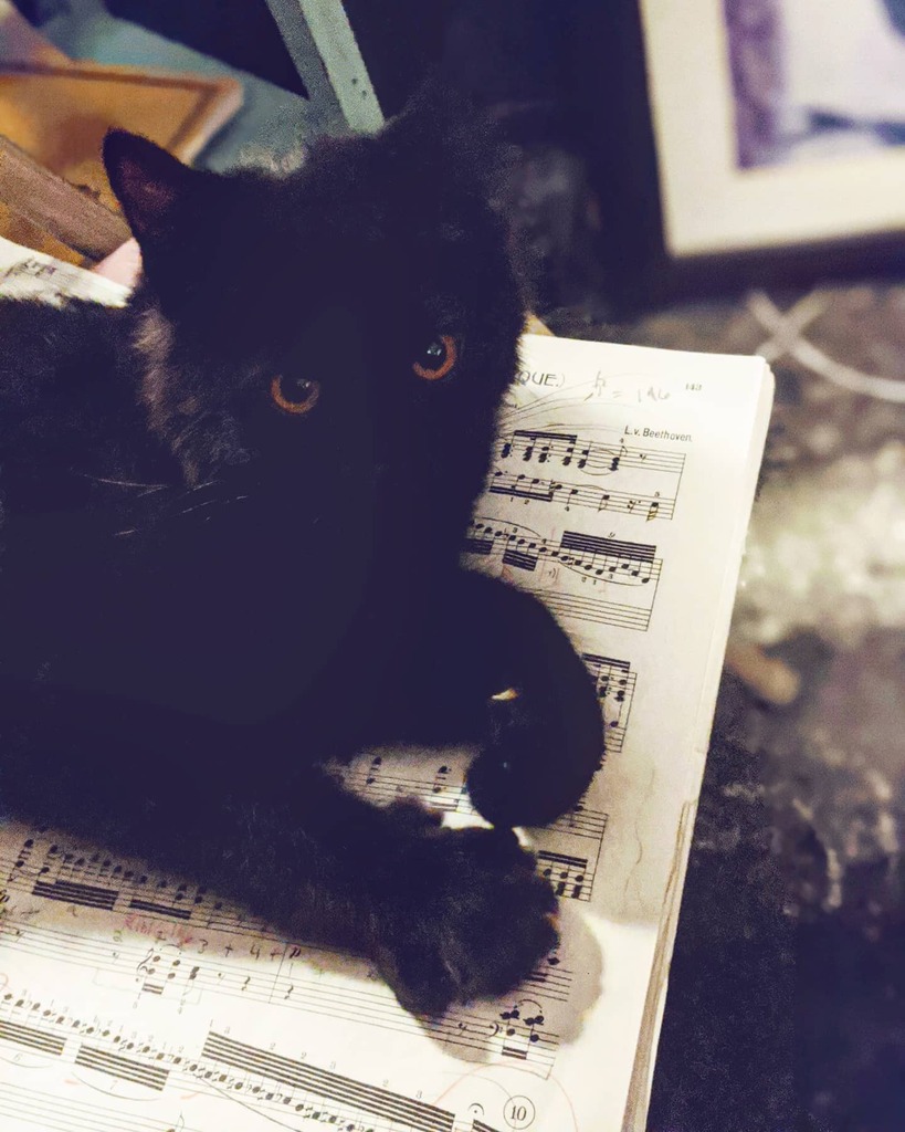 thenursegreg's tweet photo. Should I tell him Beethoven was a dog?
.
.
.
#cocothecat #catsofinstagram #cats #catstagram #cats_of_instagram #catsofig #catscatscats #catsofinsta #catsgram #catlover #catslover #catslovers #catdad #catguy #catdadsofinstagram #catdadsworldwide #catdadli… https://t.co/gfuLvRgLS6 https://t.co/M9IFOaZlNt