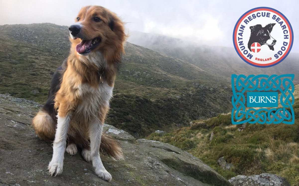 Mountain Rescue Search Dogs England tweet media