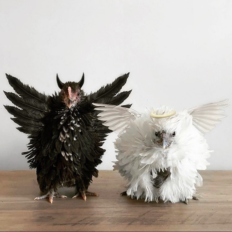 lifewithfarming's tweet photo. 😇😈
Follow @lifewithfarming🐔
Double Tap & Tag your friends who need to see this cutie ❤
#poultry
#mypetchickenofficial
#petchickensofinstagram
#chickensaspets
#farmlifeaustralia
#familyfarm https://t.co/jPSCaDdMld