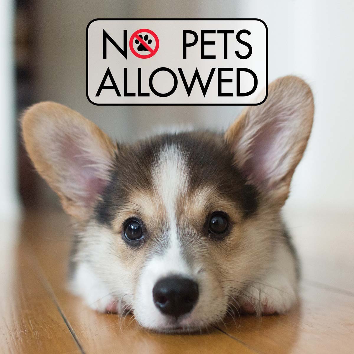 jnummer1's tweet photo. Reason #997 to buy instead of rent? Pets are ALWAYS allowed. Call us today to get pre-approved and begin your hunt for the perfect yard, sun porch, or slip-free flooring for you and your best friend! https://t.co/SuHvbBG2Ky